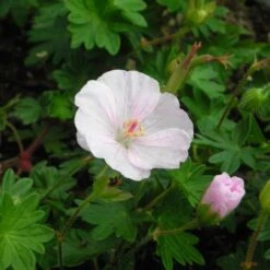 Neue Produkte -Deutschland Gartenbedarf Verkäufe 2024 123029 blumixx stauden geranium sanguineum apfelbluete blutstorchschnabel 1
