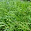 Hakonechloa Macra - Japanwaldgras -Deutschland Gartenbedarf Verkäufe 2024 123048 blumixx stauden hakonechloa macra