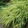 Hakonechloa Macra 'Aureola' - Japanwaldgras -Deutschland Gartenbedarf Verkäufe 2024 123049 blumixx stauden hakonechloa macra aureola japanwaldgras