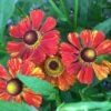 Helenium Hybride 'Baudirektor Linne' - Sonnenbraut -Deutschland Gartenbedarf Verkäufe 2024 123051 blumixx stauden helenium baudirektor linne sonnenbraut