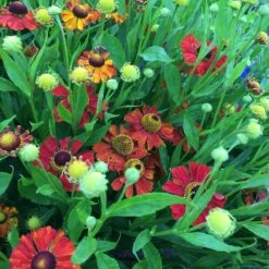 Helenium Hybride 'Baudirektor Linne' - Sonnenbraut -Deutschland Gartenbedarf Verkäufe 2024 123052 blumixx stauden helenium baudirektor linne sonnenbraut 1