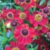 Helenium Hybride 'Rubinzwerg' - Kleine Sonnenbraut 1 Helenium Hybride 'Rubinzwerg' - Kleine Sonnenbraut -Deutschland Gartenbedarf Verkäufe 2024 123056 blumixx stauden helenium rubinzwerg sonnenbraut