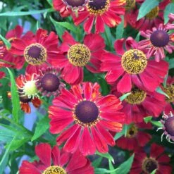 Helenium Hybride 'Rubinzwerg' - Kleine Sonnenbraut