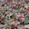 Heuchera Micrantha 'Palace Purple' - Purpurglöckchen -Deutschland Gartenbedarf Verkäufe 2024 123101 blumixx stauden heuchera micrantha palace purple