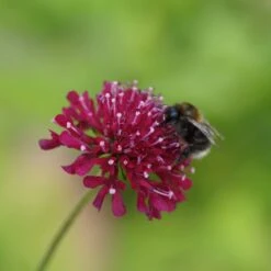 Knautia Macedonica - Mazedonische Witwenblume
