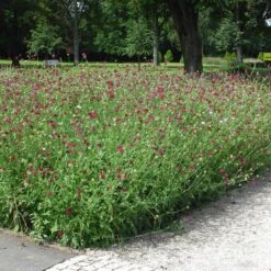 Knautia Macedonica - Mazedonische Witwenblume 7 Knautia Macedonica - Mazedonische Witwenblume -Deutschland Gartenbedarf Verkäufe 2024 123155 blumixx stauden knauti macedonica mazedonische witwenblume 1