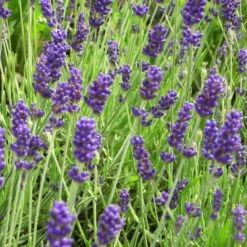 Lavandula Angustifolia 'Hidcote Blue' - Garten-Lavendel