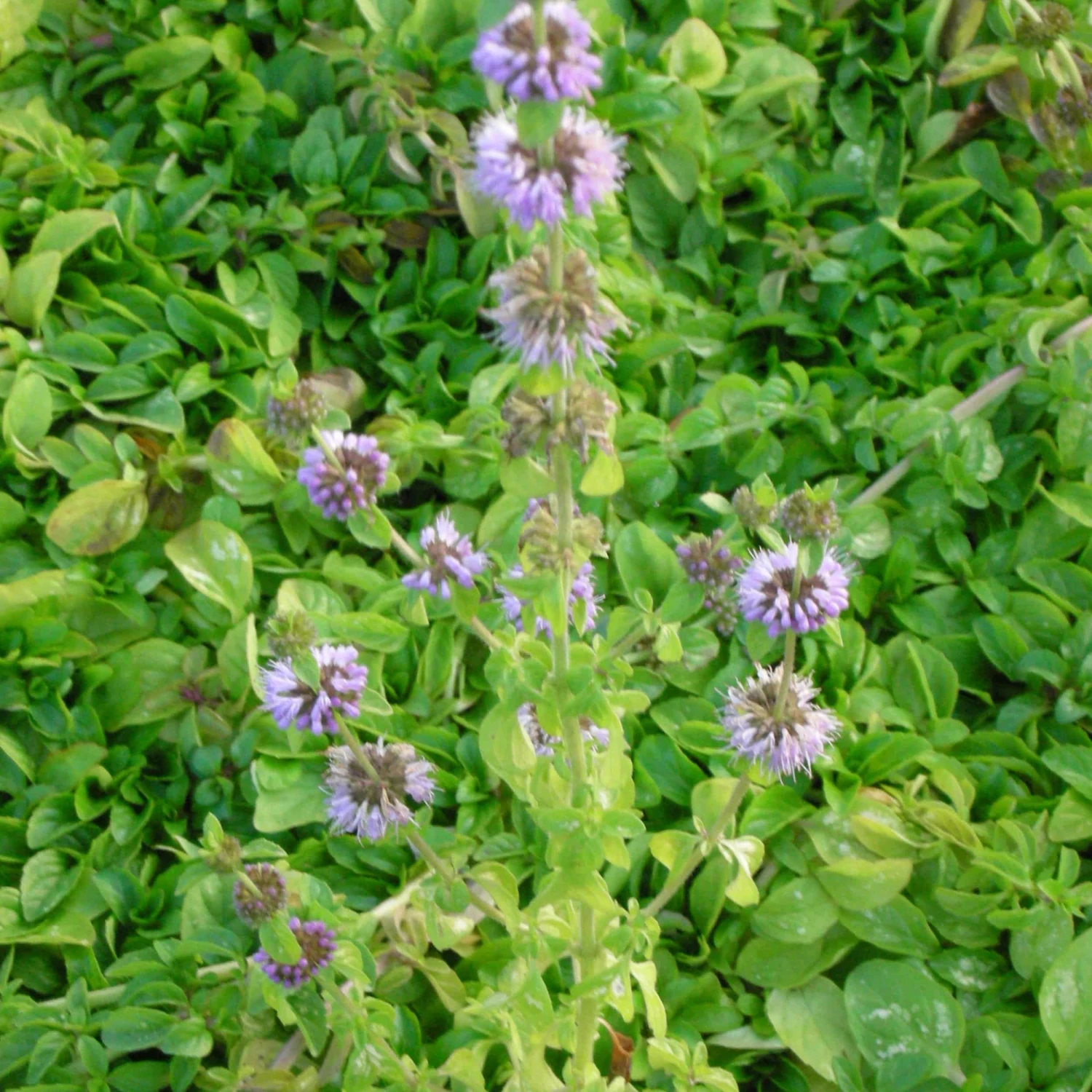 Mentha Pulegium - Poleiminze 4 Mentha Pulegium - Poleiminze – Bild 2