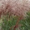 Miscanthus Sinensis 'Malepartus' - Chinaschilf 2 Miscanthus Sinensis 'Malepartus' - Chinaschilf -Deutschland Gartenbedarf Verkäufe 2024 123232 blumixx stauden miscanthus sinensis malepartus chinaschilf