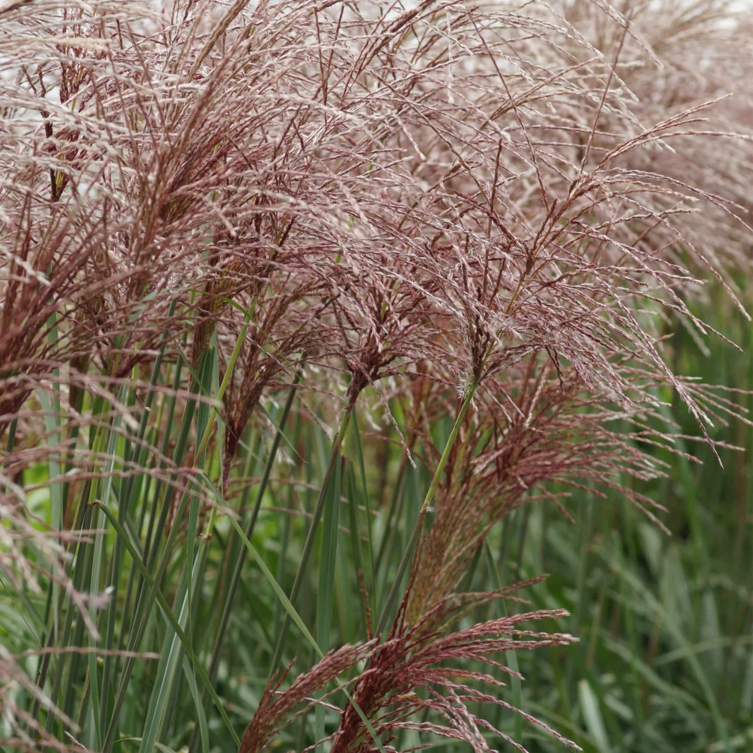 Miscanthus Sinensis 'Malepartus' - Chinaschilf 3 Miscanthus Sinensis 'Malepartus' - Chinaschilf