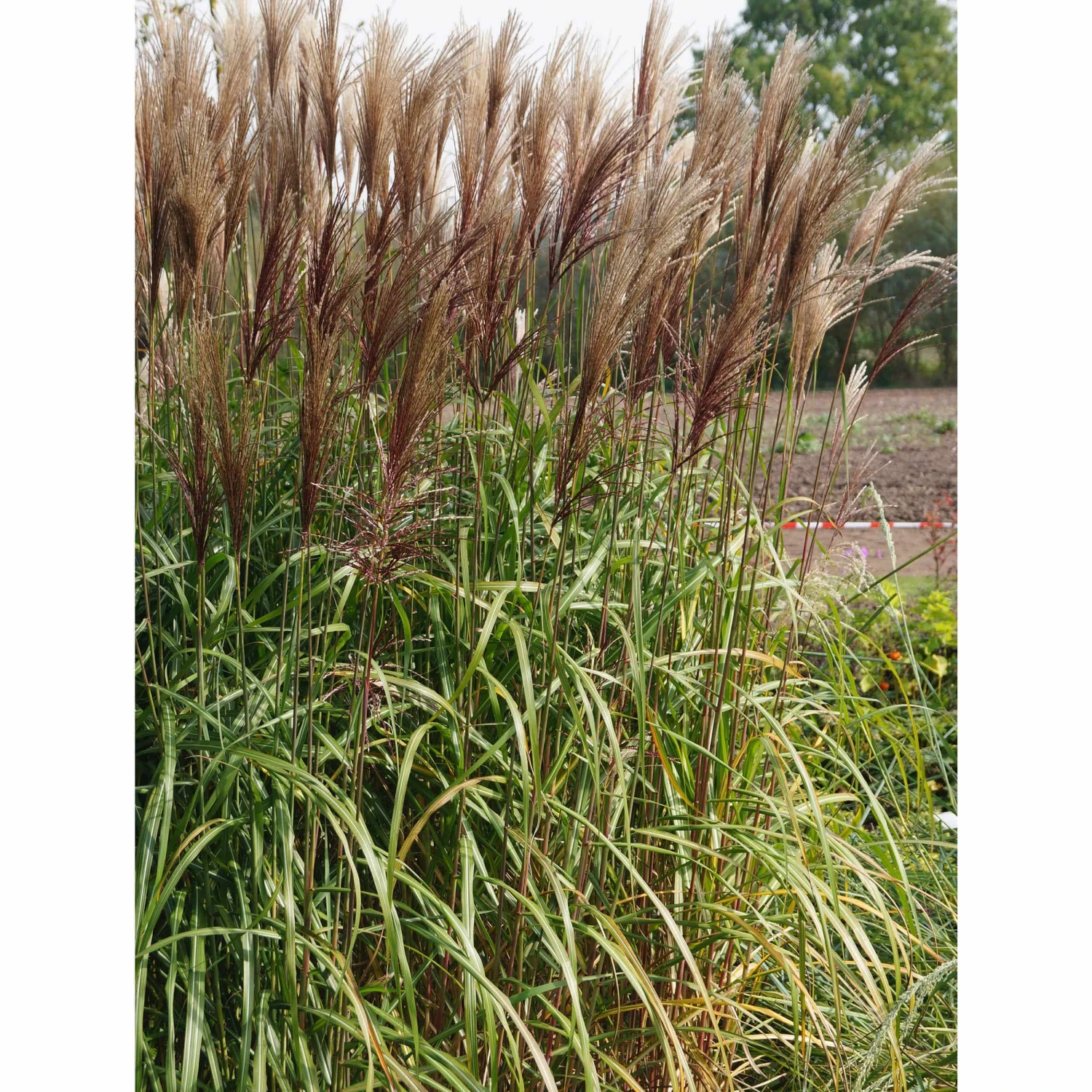Miscanthus Sinensis 'Malepartus' - Chinaschilf 4 Miscanthus Sinensis 'Malepartus' - Chinaschilf – Bild 2