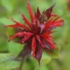 Monarda Didyma - Goldmelisse 1 Monarda Didyma - Goldmelisse -Deutschland Gartenbedarf Verkäufe 2024 123241 blumixx stauden monarda didyma