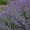 Nepeta X Faassenii 'Six Hills Giant' - Katzenminze -Deutschland Gartenbedarf Verkäufe 2024 123258 blumixx stauden nepeta faassenii six hills giant katzenminze