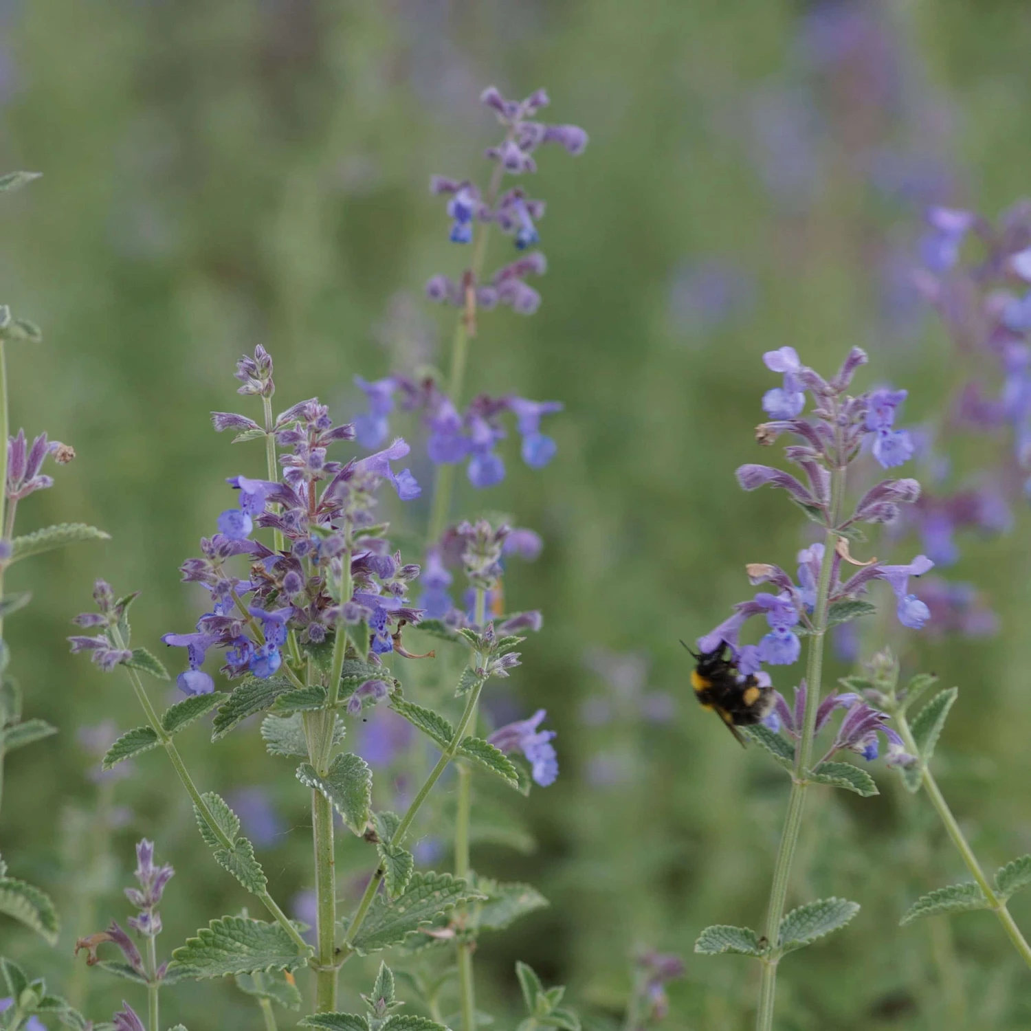 Nepeta X Faassenii 'Six Hills Giant' - Katzenminze 4 Nepeta X Faassenii 'Six Hills Giant' - Katzenminze – Bild 2