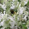Nepeta X Faassenii 'Snowflake' - Weiße Katzenminze -Deutschland Gartenbedarf Verkäufe 2024 123260 blumixx stauden nepeta faassenii snowflake weisse katzenminze