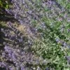 Nepeta X Faassenii 'Walkers Low' - Katzenminze 1 Nepeta X Faassenii 'Walkers Low' - Katzenminze -Deutschland Gartenbedarf Verkäufe 2024 123263 blumixx stauden nepeta faassenii walkers low katzenminze 1
