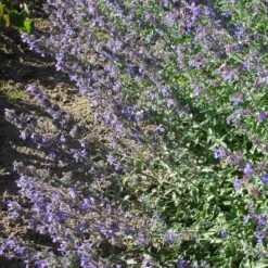 Nepeta X Faassenii 'Walkers Low' - Katzenminze