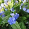 Omphalodes Verna - Frühlings-Gedenkemein -Deutschland Gartenbedarf Verkäufe 2024 123317 blumixx stauden omphalodes verna fruehlings gedenkemein