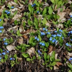 Omphalodes Verna - Frühlings-Gedenkemein -Deutschland Gartenbedarf Verkäufe 2024 123319 blumixx stauden omphalodes verna gedenkemein 3