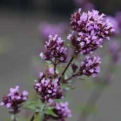Origanum Laevigatum 'Herrenhausen' - Blumen-Dost