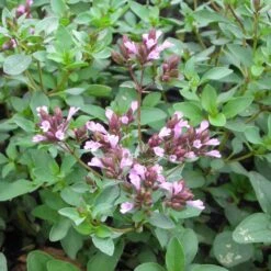 Origanum Laevigatum 'Herrenhausen' - Blumen-Dost -Deutschland Gartenbedarf Verkäufe 2024 123324 blumixx stauden origanum laevigatum herrenhausen blumen dost 1