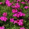 Phlox Douglasii-Hybr. 'Crackerjack' - Polster-Flammenblume 1 Phlox Douglasii-Hybr. 'Crackerjack' - Polster-Flammenblume -Deutschland Gartenbedarf Verkäufe 2024 123366 blumixx stauden phlox douglasii hybr crackerjack polster flammblume