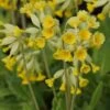 Primula Veris - Echte Schlüsselblume -Deutschland Gartenbedarf Verkäufe 2024 123407 blumixx stauden primula veris echte schluesselblume