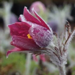 Pulsatilla Vulgaris 'Rote Glocke' - Küchenschelle -Deutschland Gartenbedarf Verkäufe 2024 123413 blumixx stauden pulsatilla vulgaris rote glocke