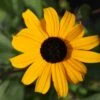 Rudbeckia Fulgida Var. Sullivantii 'Goldsturm' - Sonnenhut 1 Rudbeckia Fulgida Var. Sullivantii 'Goldsturm' - Sonnenhut -Deutschland Gartenbedarf Verkäufe 2024 123426 blumixx stauden rudbeckia fulgida goldsturm sonnenhut