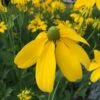Rudbeckia Nitida 'Herbstsonne' - Fallschirm-Sonnenhut -Deutschland Gartenbedarf Verkäufe 2024 123428 blumixx stauden rudbeckia nitida herbstsonne fallschirm sonnenhut 1