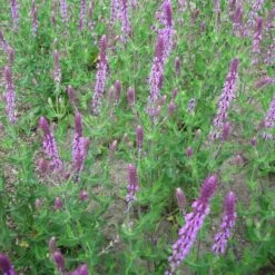 Salvia Nemorosa 'Amethyst' - Steppen-Salbei -Deutschland Gartenbedarf Verkäufe 2024 123442 blumixx stauden salvia nemorosa amethyst steppen salbei