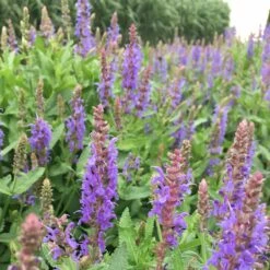 Salvia Nemorosa 'Blauhügel' - Steppen-Salbei -Deutschland Gartenbedarf Verkäufe 2024 123444 blumixx stauden salvia nemorosa blauhuegel steppen salbei