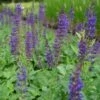 Salvia Nemorosa 'Mainacht' - Steppen-Salbei