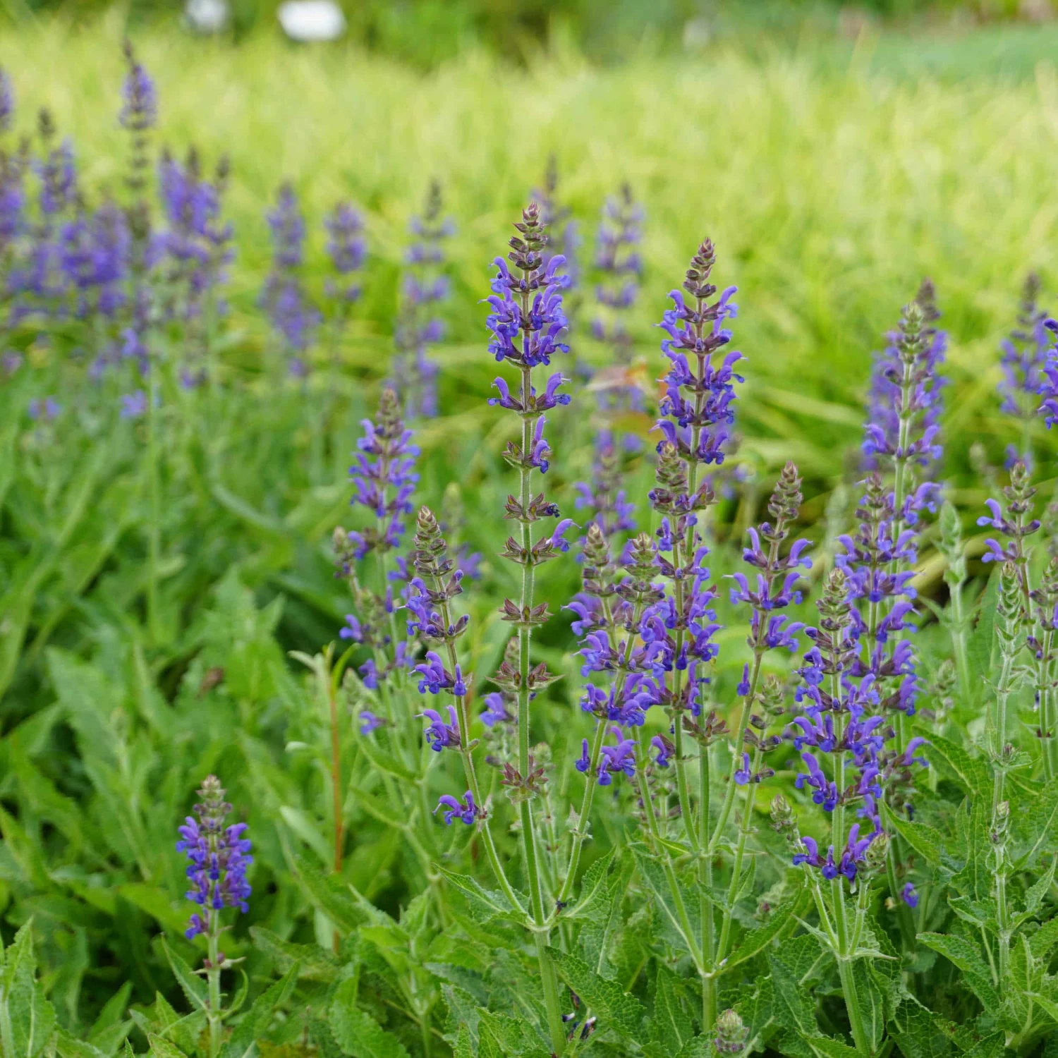 Salvia Nemorosa 'Rügen' - Steppen-Salbei 4 Salvia Nemorosa 'Rügen' - Steppen-Salbei – Bild 2