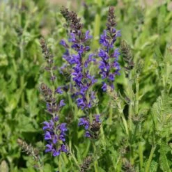 Salvia Nemorosa 'Rügen' - Steppen-Salbei 7 Salvia Nemorosa 'Rügen' - Steppen-Salbei -Deutschland Gartenbedarf Verkäufe 2024 123452 blumixx stauden salvia ruegen