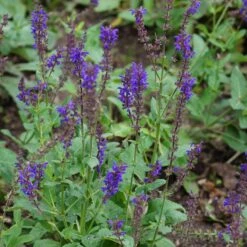 Salvia Nemorosa 'Viola Klose' -Steppen-Salbei 7 Salvia Nemorosa 'Viola Klose' -Steppen-Salbei -Deutschland Gartenbedarf Verkäufe 2024 123454 blumixx stauden salvia nemorosa viola klose steppen salbei 1