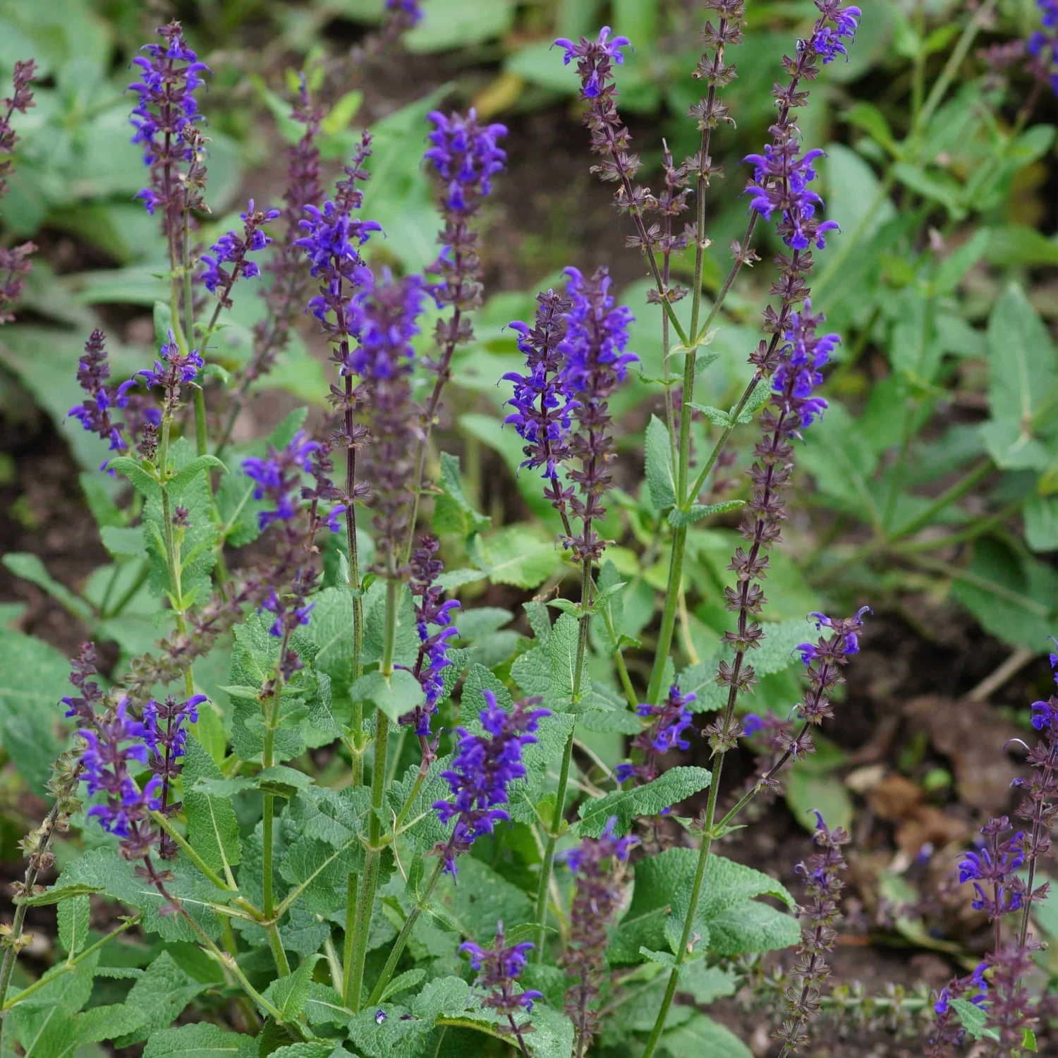 Salvia Nemorosa 'Viola Klose' -Steppen-Salbei 5 Salvia Nemorosa 'Viola Klose' -Steppen-Salbei – Bild 3