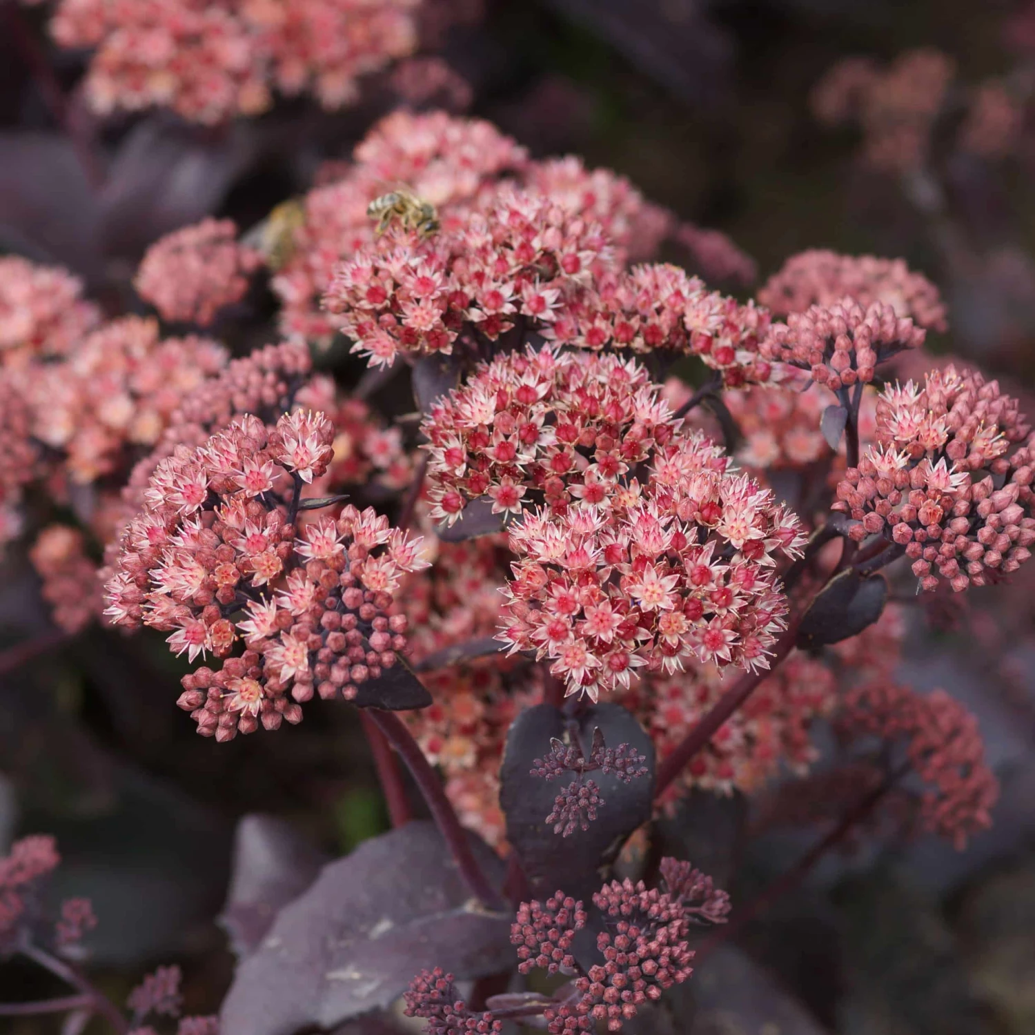 Sedum Spectabile 'Purple Emperor' - Fetthenne 4 Sedum Spectabile 'Purple Emperor' - Fetthenne – Bild 2