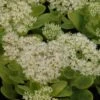 Sedum Spectabile 'Stardust' - Fetthenne