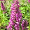 Stachys Monnieri 'Hummelo' - Zottiger-Ziest -Deutschland Gartenbedarf Verkäufe 2024 123521 blumixx stauden stachys monnieri hummelo zottiger ziest