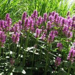 Stachys Monnieri 'Hummelo' - Zottiger-Ziest -Deutschland Gartenbedarf Verkäufe 2024 123523 blumixx stauden monieri hummelo zottiger ziest 1b