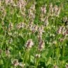 Stachys Monnieri 'Rosea' - Dichtblütiger Ziest -Deutschland Gartenbedarf Verkäufe 2024 123524 blumixx stauden stachys monnieri rosea