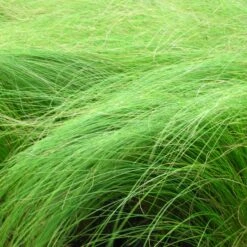 Stipa Tenuissima - Zartes Federgras -Deutschland Gartenbedarf Verkäufe 2024 123527 blumixx stauden stipa tenuissima zartes federgras