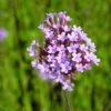 Verbena Bonariensis - Verbene -Deutschland Gartenbedarf Verkäufe 2024 123558 blumixx stauden verbena bonariense verbene 1