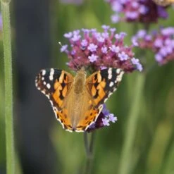 Verbena Bonariensis - Verbene -Deutschland Gartenbedarf Verkäufe 2024 123559 blumixx stauden verbena bonariensis 3