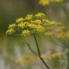 Foeniculum Vulgare - Fenchel -Deutschland Gartenbedarf Verkäufe 2024 124087 staude foeniculum vulgare fenchel