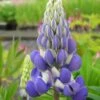 Lupinus Polyphyllus-Hybride 'Kastellan' - Lupine -Deutschland Gartenbedarf Verkäufe 2024 124151 staude lupinus kastellan