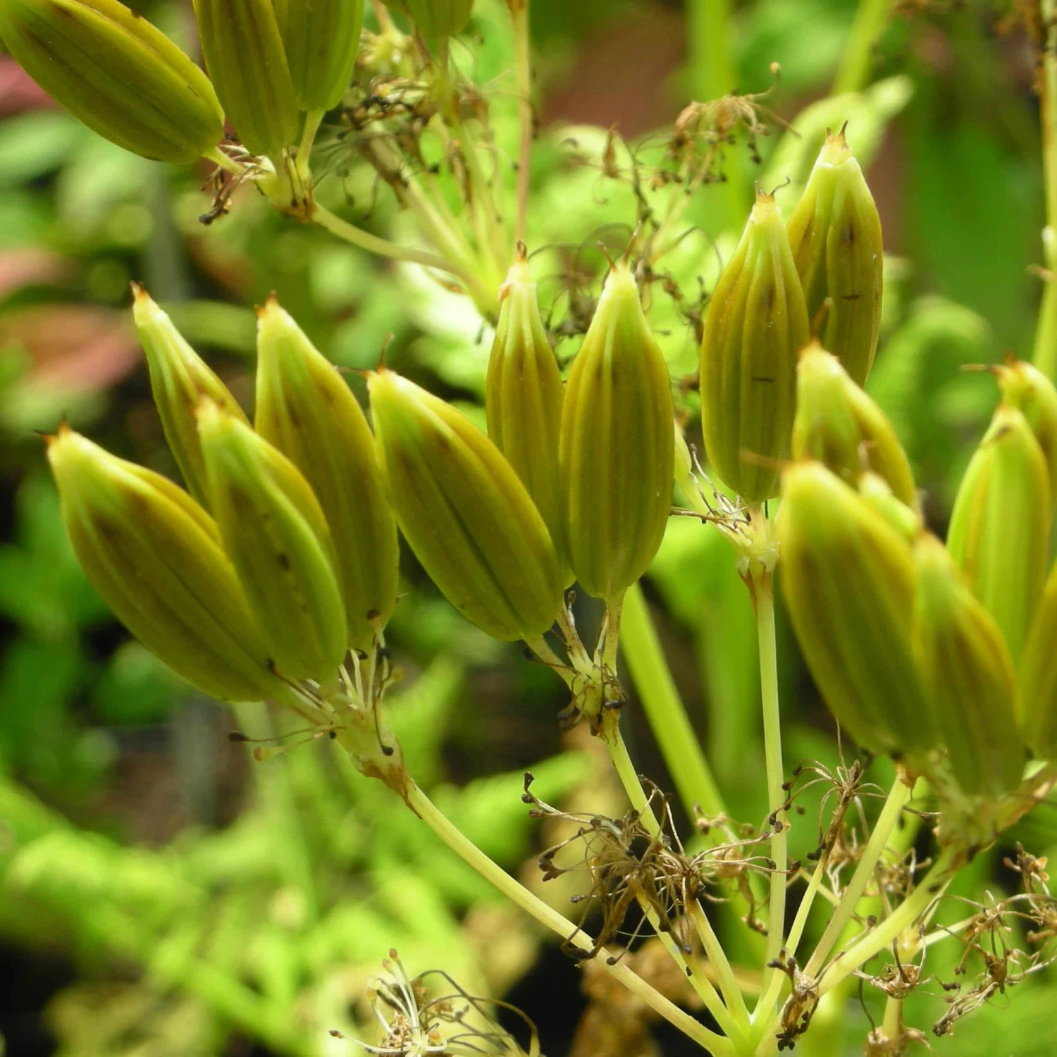 Myrrhis Odorata - Süßdolde 4 Myrrhis Odorata - Süßdolde – Bild 2