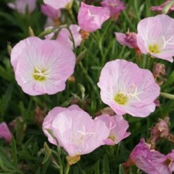 Oenothera Speciosa 'Siskiyou' - Nachtkerze