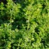 Origanum Vulgare Ssp. Hirtum - Pizza-Oregano 2 Origanum Vulgare Ssp. Hirtum - Pizza-Oregano -Deutschland Gartenbedarf Verkäufe 2024 124166 blumixx stauden origanum vulgare ssp hirtum